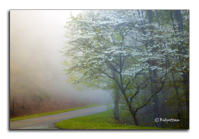 Smoky dogwoods in the fog.jpg