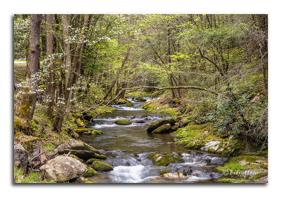 Smoky dogwood and stream 2.jpg