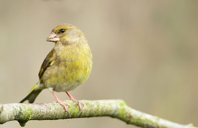 European greenfinch-Cloris chloris