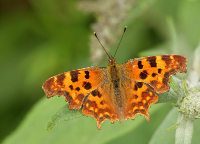 Comma butterfly-Polygonia c-album