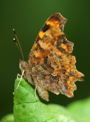 Comma butterfly-Polygonia c-album