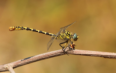 Green-eyed hook-tailed dragonfly-Onychogomphus forcipatus