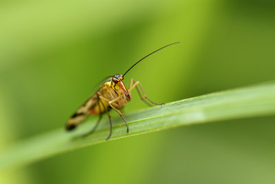 Scorpion fly- Panorpa Communis