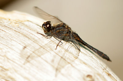 Black darter-Sympetrum danae