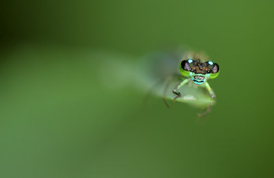 Blue-tailed damselfly-Ischnura elegans