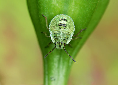 Green shieldbug-Palomena prasina