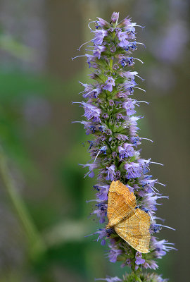 Yellow shells-Camptogramma billineata