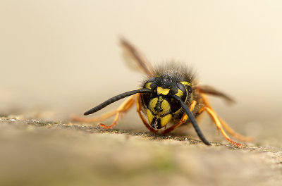 Common wasp-Vespula vulgaris