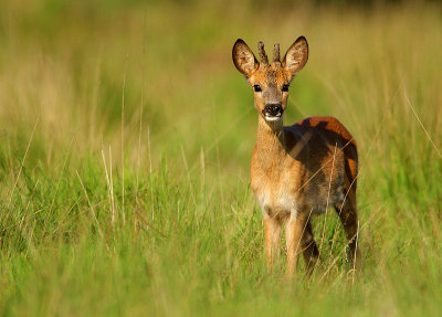 Roe deer-Capreolus capreolus