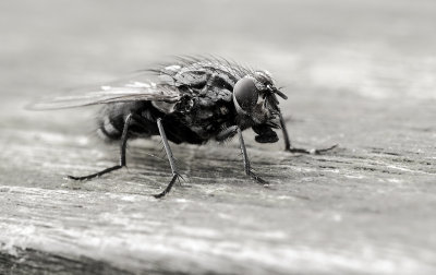 Flesh fly-Sarcophaga carnaria