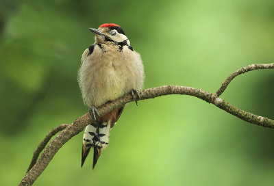 Great spotted Woodpecker-Dendrocopos major
