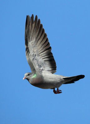 Stock dove-Columba oenas