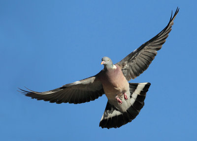 Woodpigeon-Columba palumbus