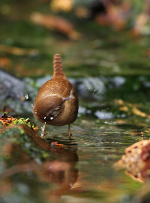 Wren-Troglodytes troglodytes