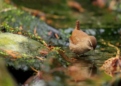 Wren-Troglodytes troglodytes