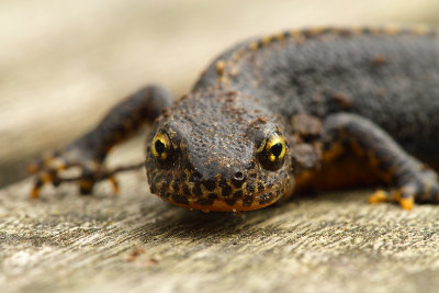 Alpine Newt-Triturus alpestris