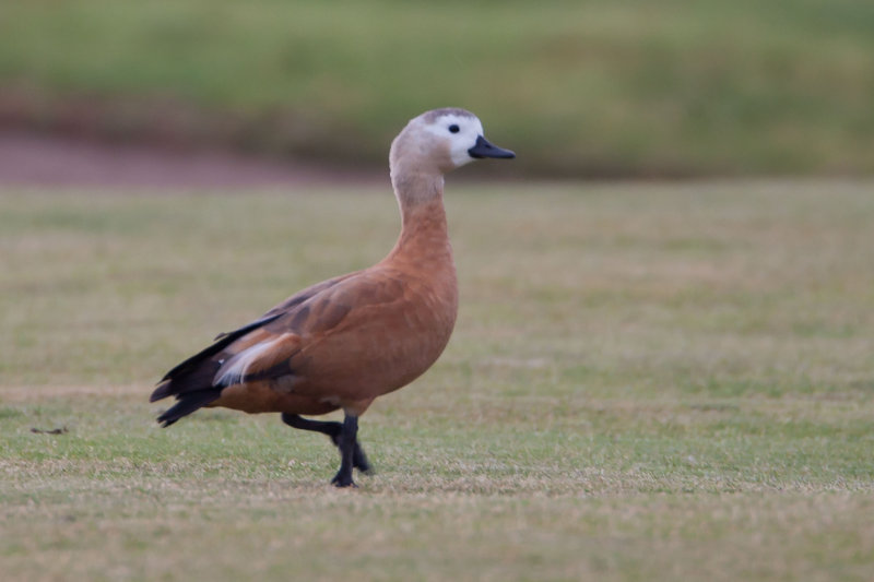 Ruddy Shelduck