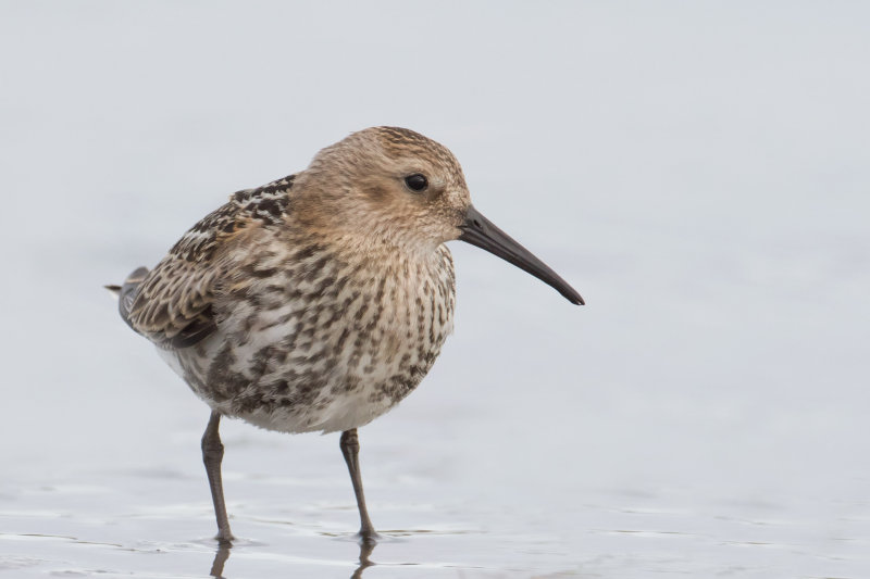 Dunlin