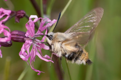 Narrow bordered Bee Hawk Moth