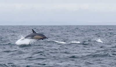 Common Dolphin