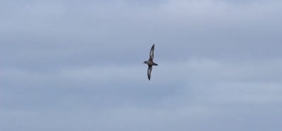 Sooty Shearwater