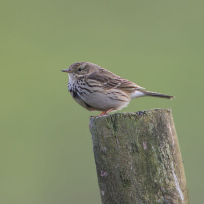 Meadow Pipit