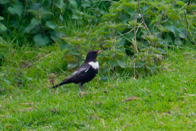 Ring Ouzel