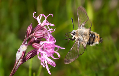 Bee Hawk Moth