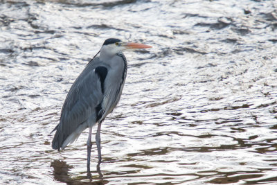 Grey Heron