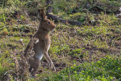 Irish Hare