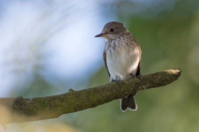 Spotted Flycatcher