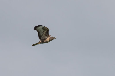 Buzzard