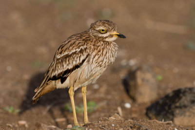 Stone Curlew