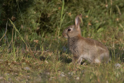 Rabbit