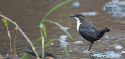 Dipper