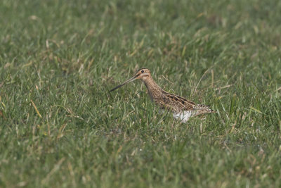 Snipe