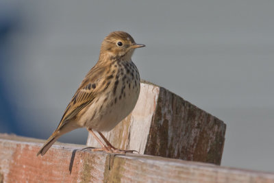 Meadow Pipit