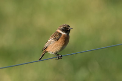 Stonechat