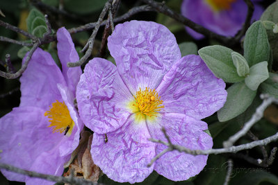 Montserrat Flower