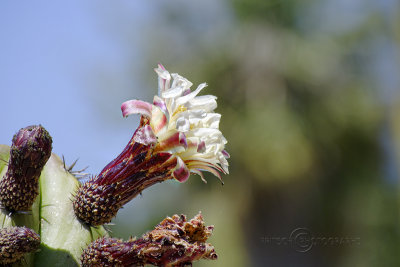 Cactus Flower, Montjuic, Barcelona