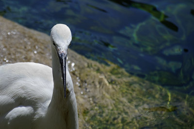Great White Egret, Barcelona