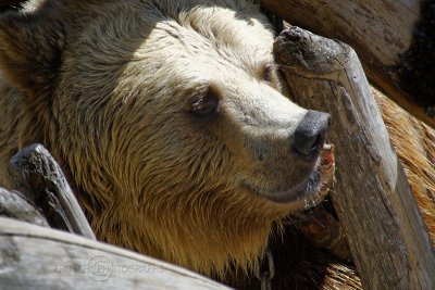 Brown Bear, Barcelona Zoo