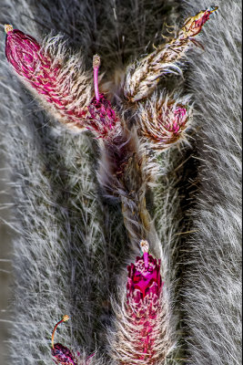 Cactus Flower, Montjuic, Barcelona