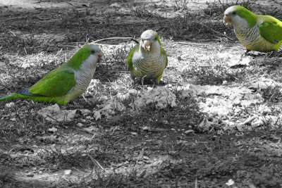 Green Parakeets, Montjuic, Barcelona