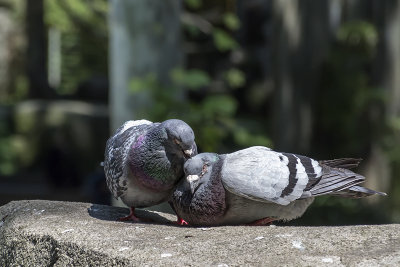Pigeon Couple, Barcelona