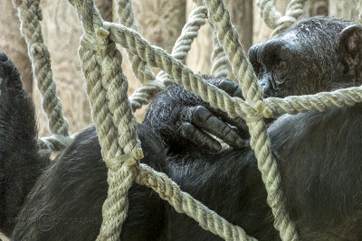 Cogitating Gorilla, Barcelona Zoo