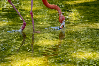 Flamingo wading, Barcelona