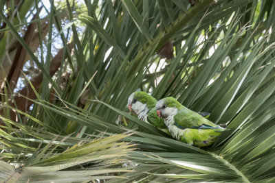 Green Parakeet Pests