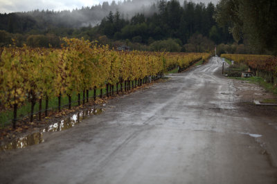 West wine vineyard