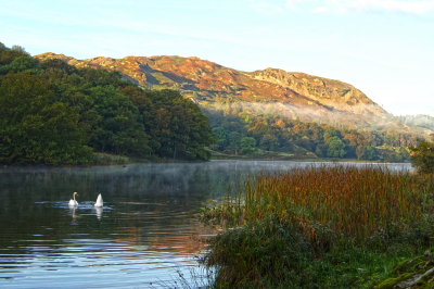 Rydal Water Morning with Swans